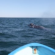 IMG 0001 2 (237)